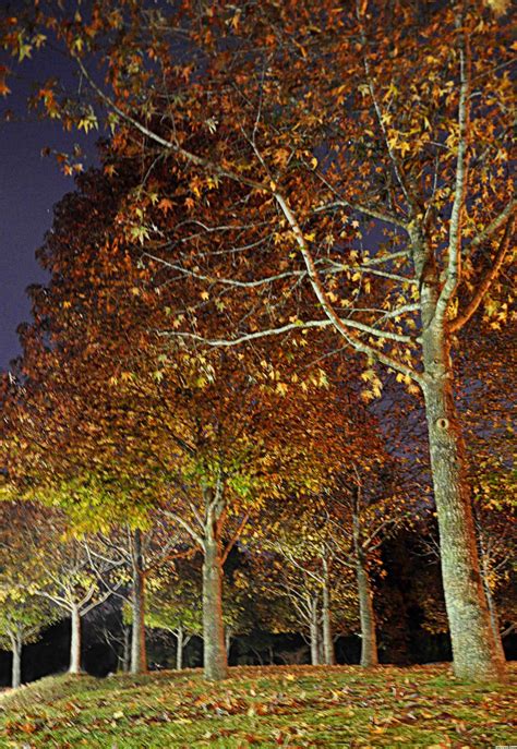 Autumn Night Picture By Chrys Rizzo For Night Landscape