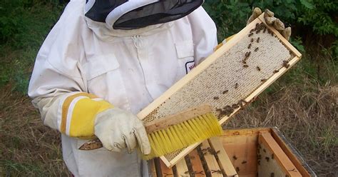 The Peace Bee Farmer Harvesting Honey
