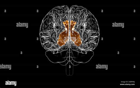 Brain Cingulate Gyrus Anatomy For Medical Concept 3d Illustration Stock