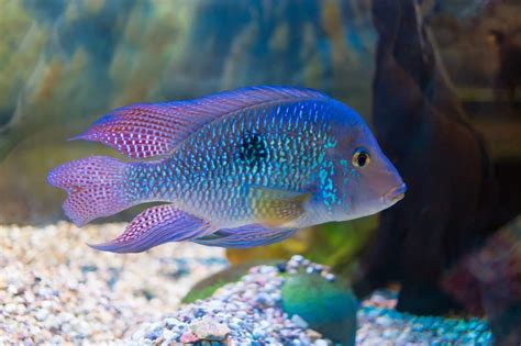 35 Beautiful Freshwater Tropical Fish Pictures