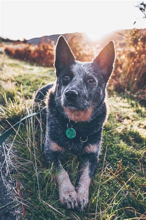 12 Blue Heeler Mix Dogs We Cant Get Enough Of Your Dog Advisor