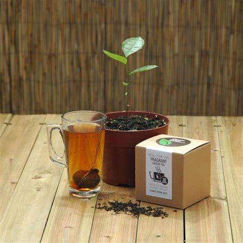 Grow Your Own Fragrant Green Tea Plant Kit By Plantsfromseed