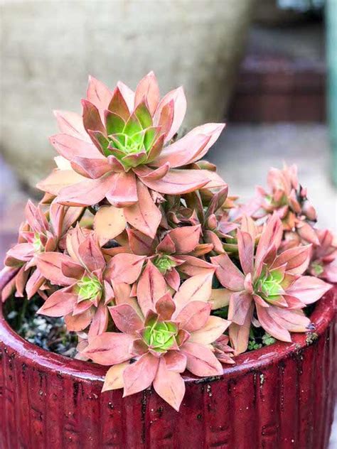 25 Best Pink Succulents That Are Most Beautiful Balcony Garden Web