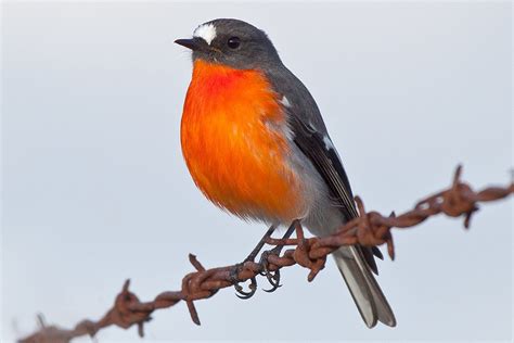Birds With Orange Plumage Around The World