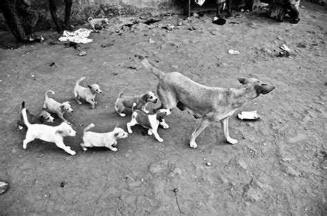 Took This Photograph Of A Dog And Her Puppies There Are Nine Dogs In