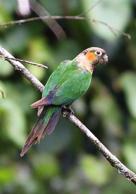 White Necked Parakeet Birdforum Opus Birdforum