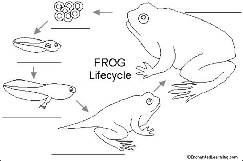 Label Frog Life Cycle Printout Enchantedlearning Com