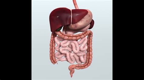 Anatomy And Physiology Of Digestive System Youtube