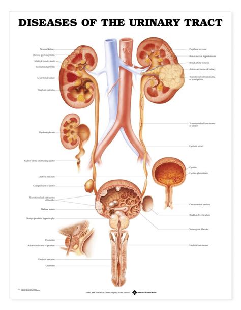 Pin On Acknowledge Yourself With Urinary System Physiology