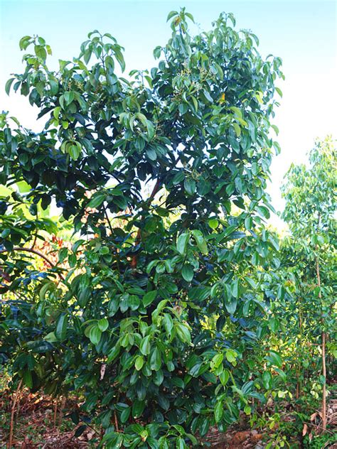 True Cinnamon Tree Cinnamomum Zeylanicum Urban Tropicals