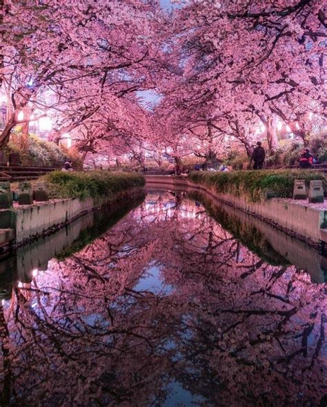 Cherry Blossom River Roddlysatisfying