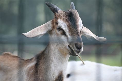 Anglo Nubian Goat Facts Origin Physical Characteristics Pros And Cons