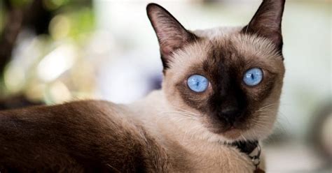 50 Beautiful Siamese Cat Names For Your Elegant Kitty