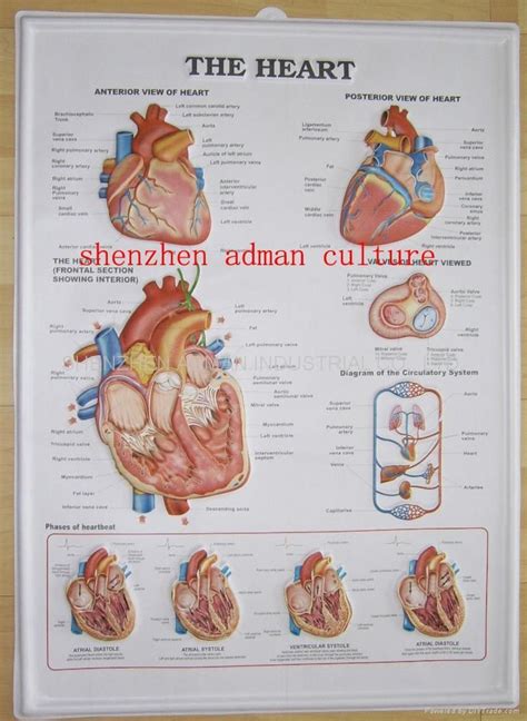 Heart Medical Medical Terminology Circulatory System