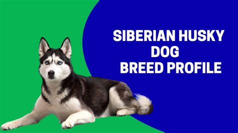 Siberian Husky Dog Breed Profile Youtube
