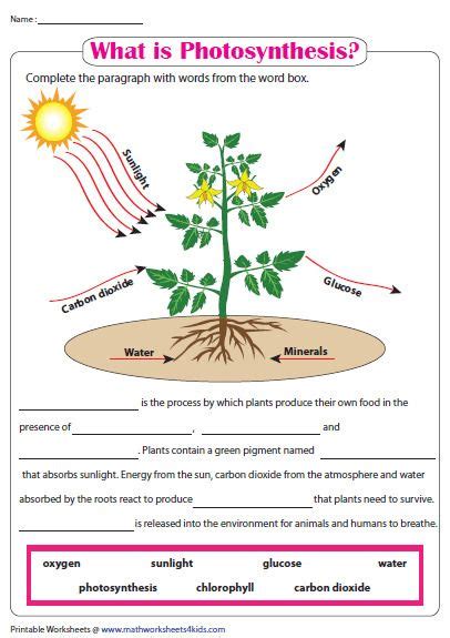 What Is Photosynthesis Photosynthesis Worksheet Photosynthesis