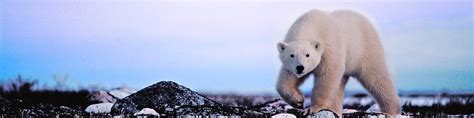 Myth Polar Bears Are Solar North American Bear