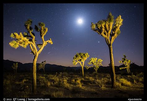 Picturephoto Joshua Trees And Moon At Night Joshua Tree National Park
