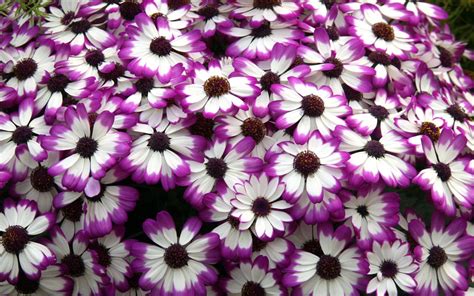 Click on image to view plant details. Cineraria Purple White Flower Petals Desktop Wallpaper ...