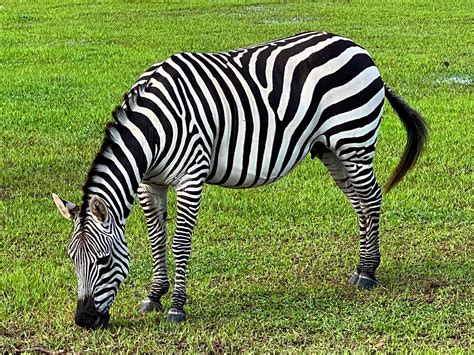 Grants Zebra Zoochat