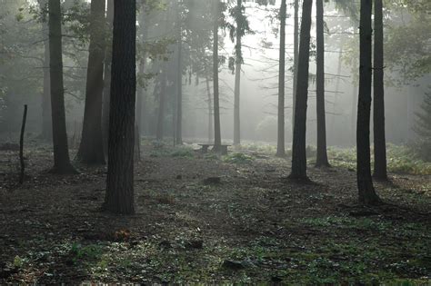 images gratuites paysage arbre la nature chemin herbe région sauvage branche brouillard
