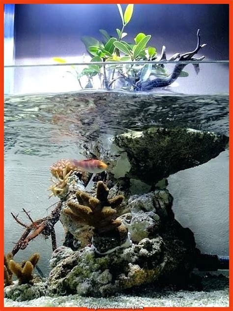 Großartig mangroven pflanzen im salzwasser aquarium mangrove island mas