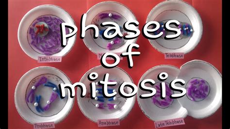 Phases Of Mitosis Model 10th Class Models Science Project For School Mitosis Project