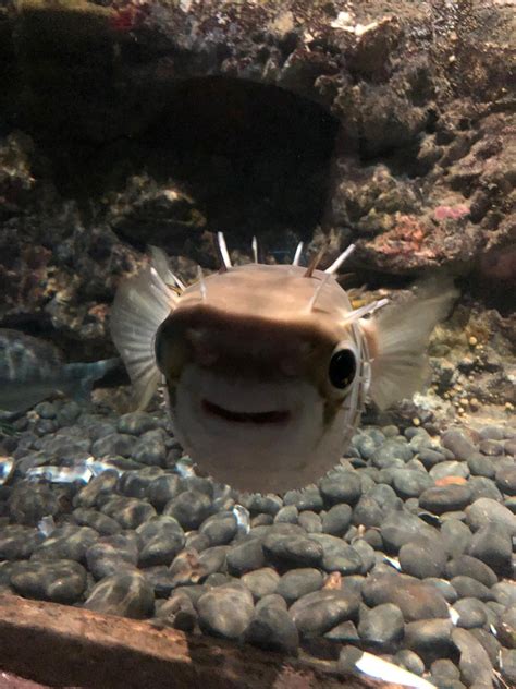 Found The Happiest Fish At The Aquarium Today Cute