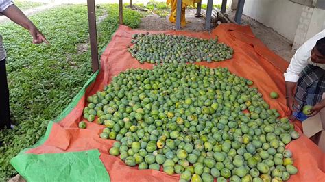 Mango Farm In India1 Youtube