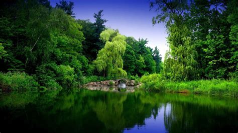 Beautiful Nature Tree With River 1920 × 1080 Wallpaper