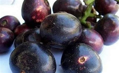 manfaat  khasiat buah gowok kupa  kesehatan