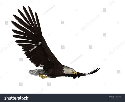 Bald Eagle On White Background Stock Photo 24929762 Shutterstock