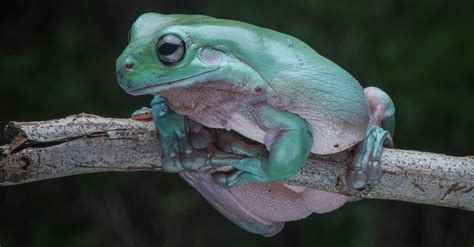 Tree Frog Animal Facts Az Animals