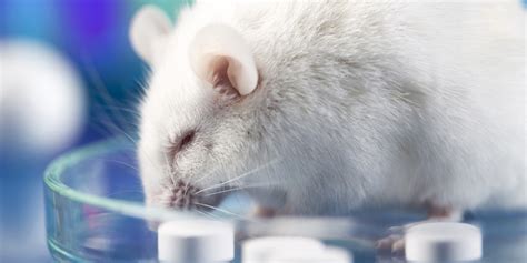 Why Science Doesn T Need Mice Huffpost