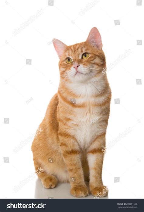 Beautiful Orange Cat Isolated On White Stock Photo 223581658 Shutterstock