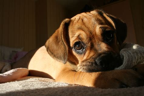Puggle Puppy Puggle Puppies Cute Dog Pictures Puggle