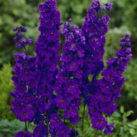 Delphinium Black Knight Dark Purple Flowers Delphinium Deer