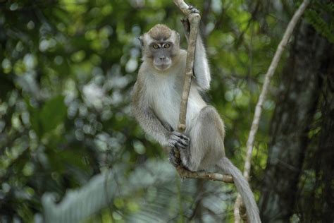 Us Charges Cambodian Officials Others In Monkey Smuggling Scheme