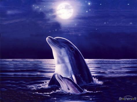 72 Free Dolphin Wallpaper On Wallpapersafari