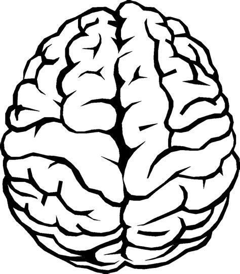 Outline Of The Human Brain Clip Art Brain Png Download 11541321