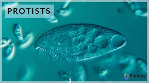 Protist Definition And Examples Biology Online Dictionary