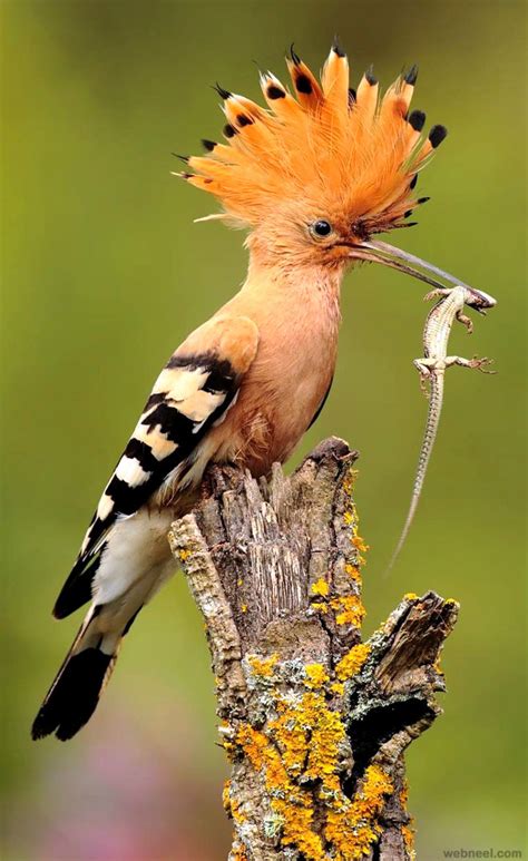 Hoopoe Bird Photography By Andres 6 Preview