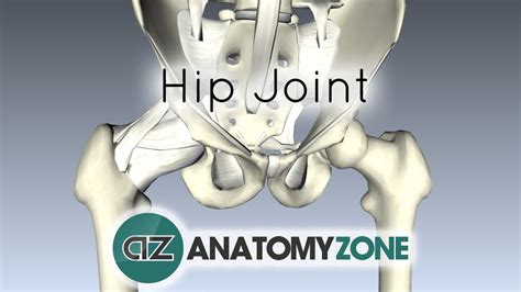 A dermatome is the area of the skin of the human anatomy that is mainly supplied by branches of a single spinal sensory nerve root. Hip Joint - 3D Anatomy Tutorial - YouTube