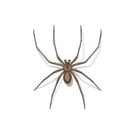 Recluse Spider Identification And Behavior Isotech Pest Management