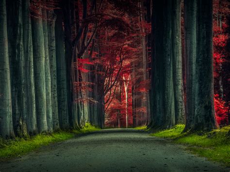 Forest Road Wallpaper 4k Trees Woods Sunset Autumn Forest Dawn