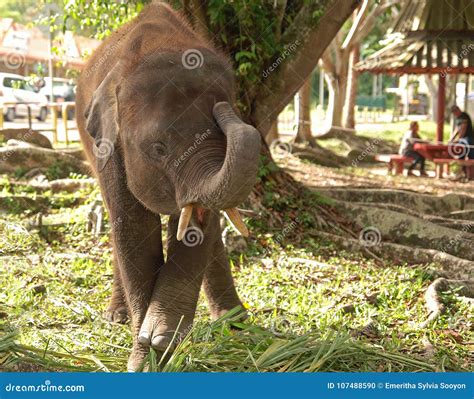 Playful Young Pygmy Elephant Stock Photo Image Of Maximus Borneo