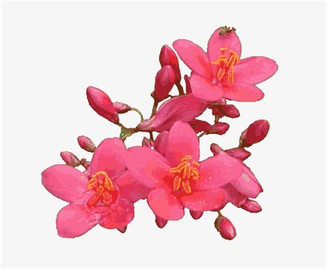 Animated Pink Flowers Flower  With Transparent Background Free