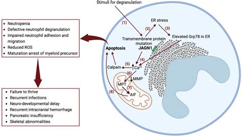 Frontiers Severe Congenital Neutropenia Due To Jagunal Homolog 1