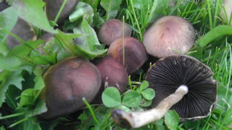 Found Gems In Northeast Ohio Mushroom Hunting And