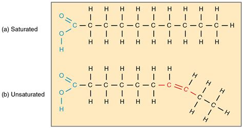 Triglyceride — Structure And Function Expii